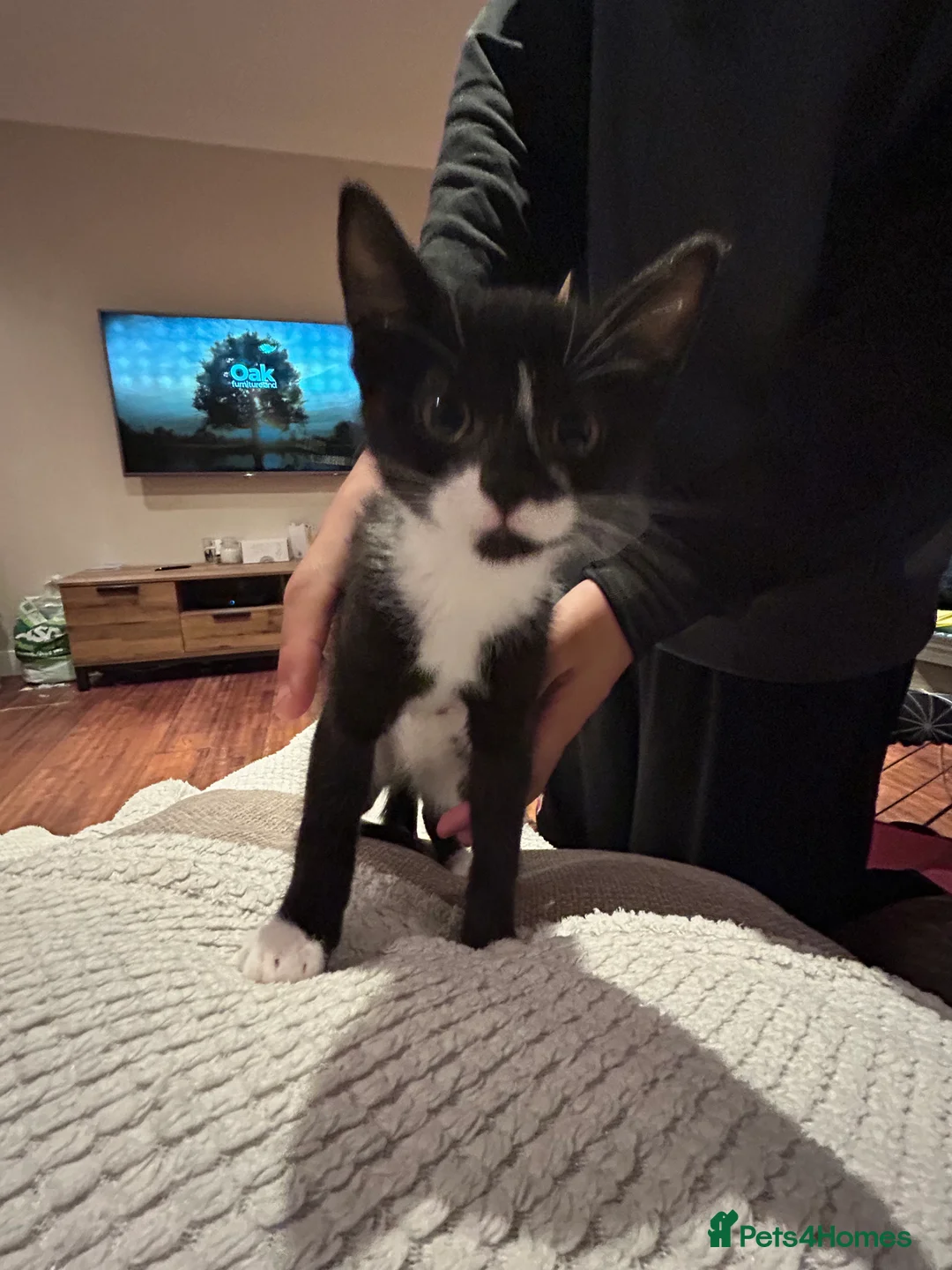 Mixed Breed cats for sale: 5 Adorable Kittens ready for their forever homes - Advert 12