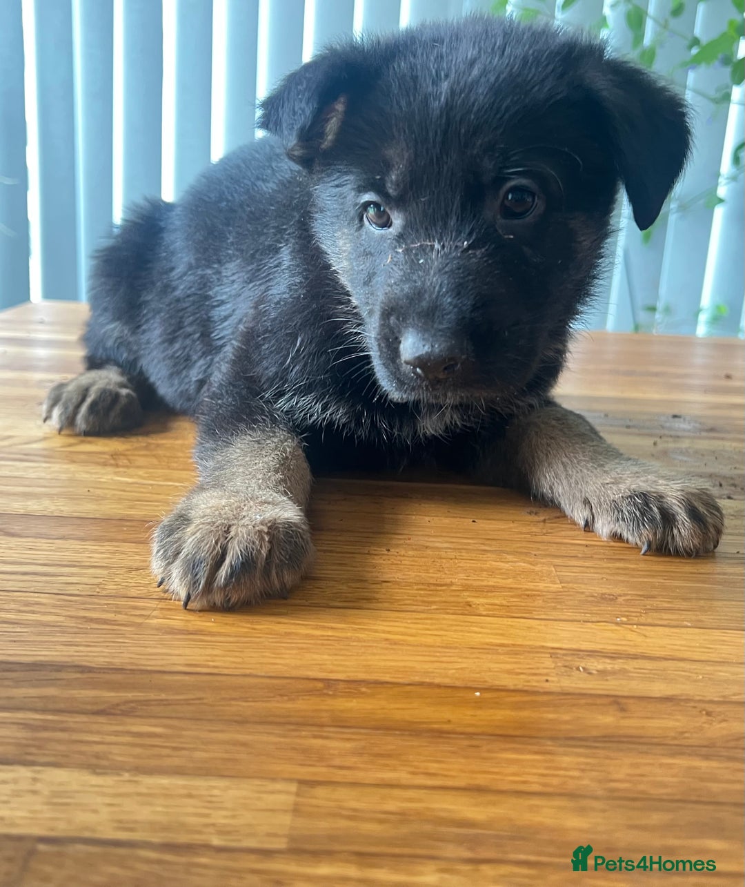 German Shepherd dogs for sale: German Shepherd Pups for Sale  - Image 13