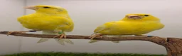 Canaries birds for sale: German rollers canaryes pairs  - Advert 2