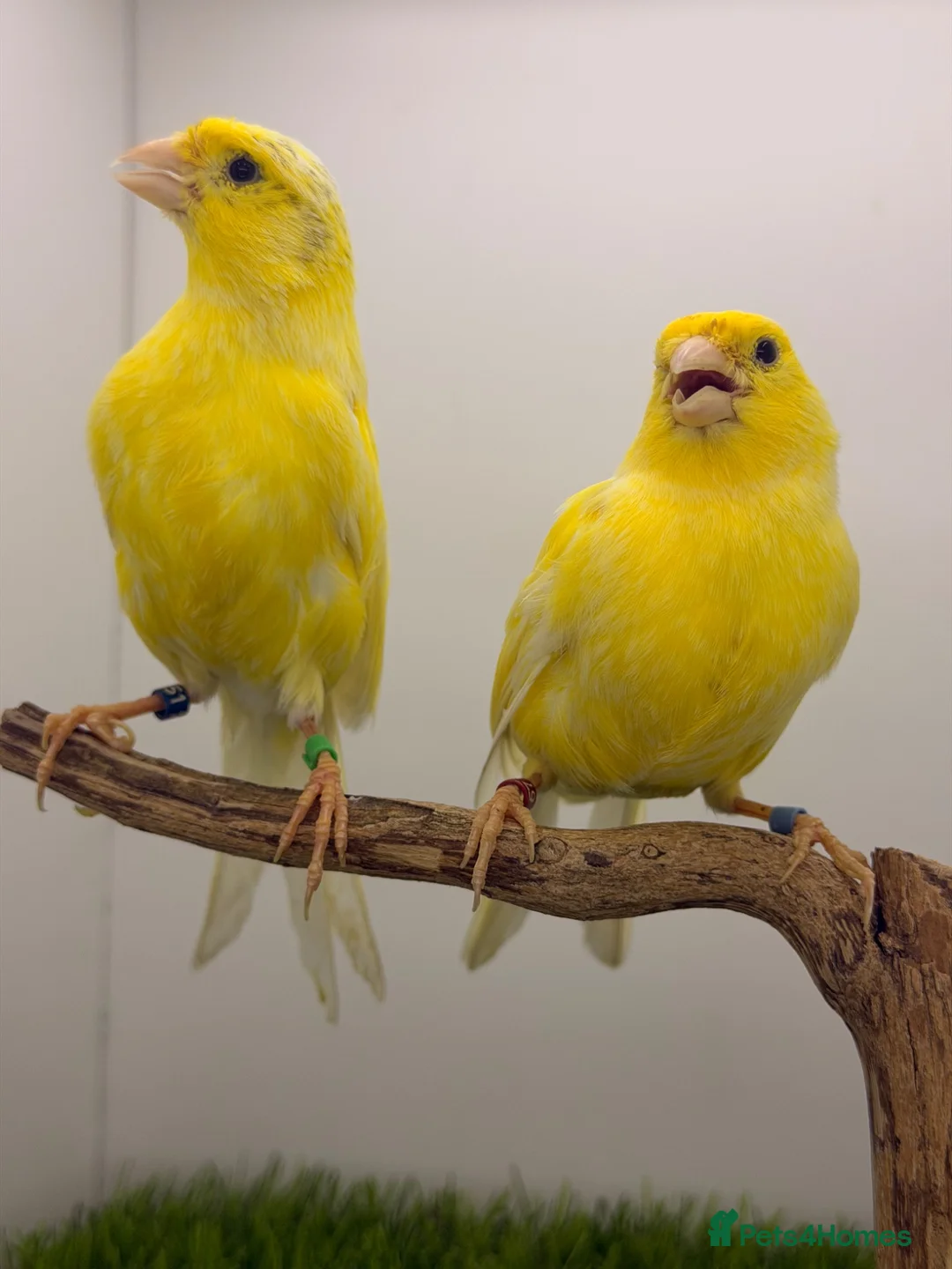 Canaries birds for sale: German rollers canaryes pairs  - Advert 2