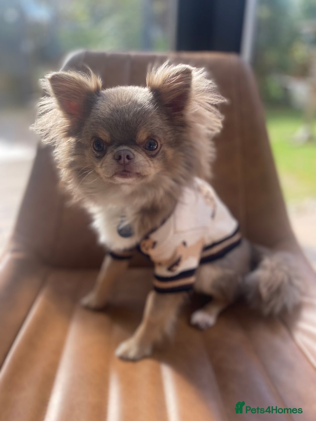 Chihuahua dogs for stud: Adorable long coat Chihuahua with 4 generations ❤️ in Dorchester - Image 6