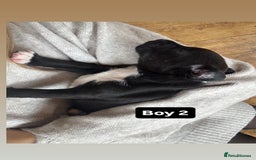 Patterdale Terrier dogs for sale: Patterdale terrier puppies  - Image 13