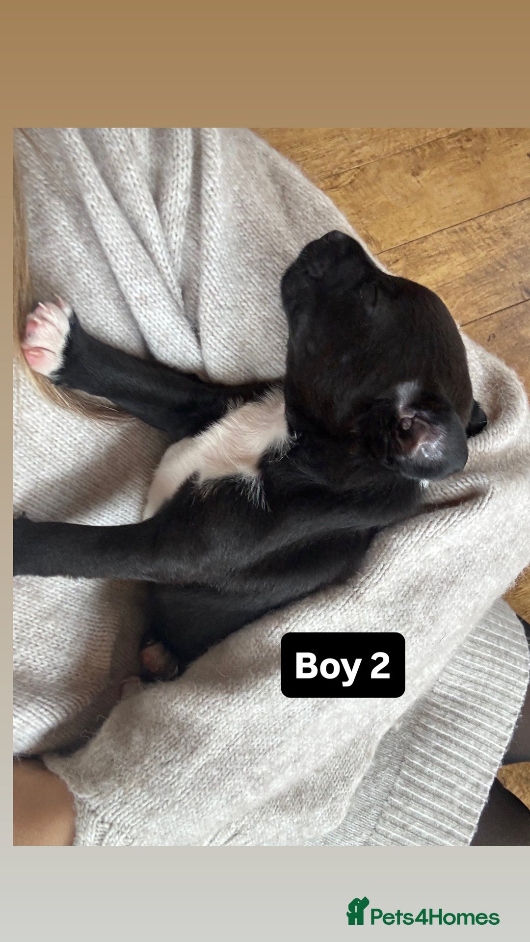 Patterdale Terrier dogs for sale: Patterdale terrier puppies  - Image 13