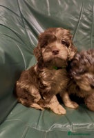 Cockapoo dogs - Advert 5