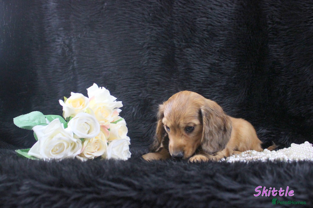 Miniature Dachshund dogs for sale: KC PRA Clear Mini Longhair Daxies – Dapple - Advert 11