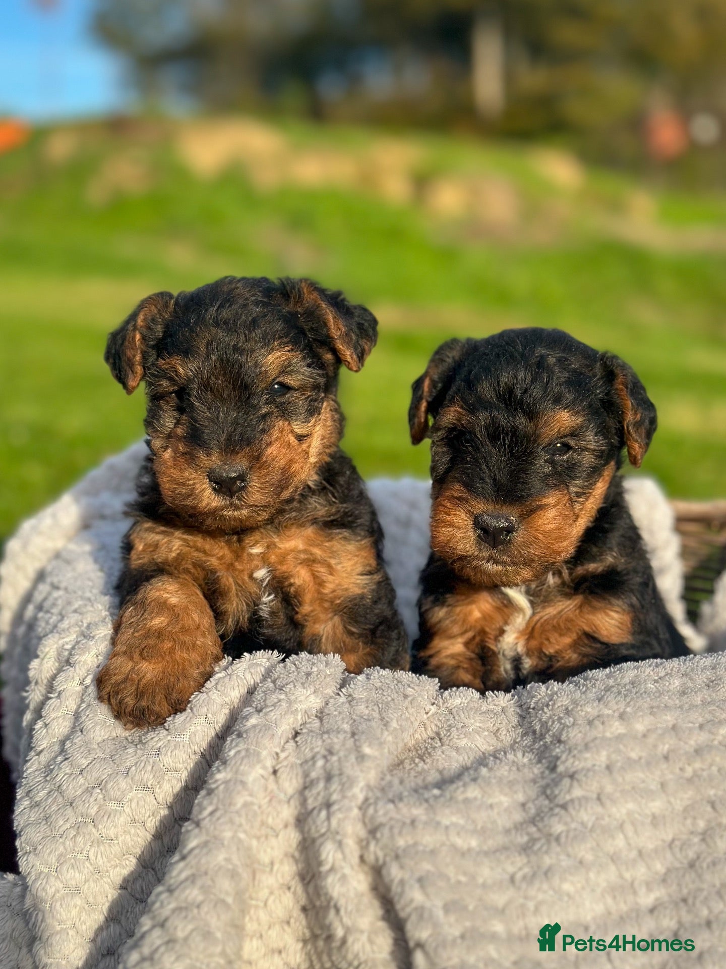 Welsh Terrier dogs Beautiful Welsh Terrier puppies  - Advert 14