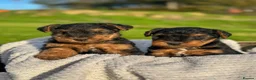 Welsh Terrier dogs for sale: Beautiful Welsh Terrier puppies  - Advert 1