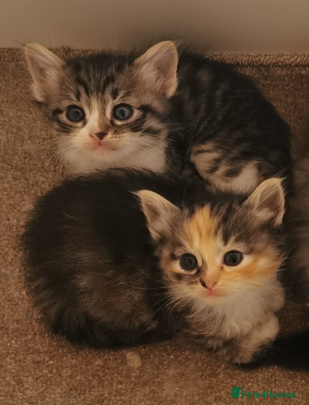 Siberian cats for sale:  Registered Calico Siberian kittens  - Image 6