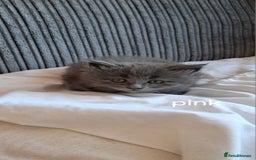 Maine Coon cats for sale: Pedigree mainecoon kittens in Newark - Image 1