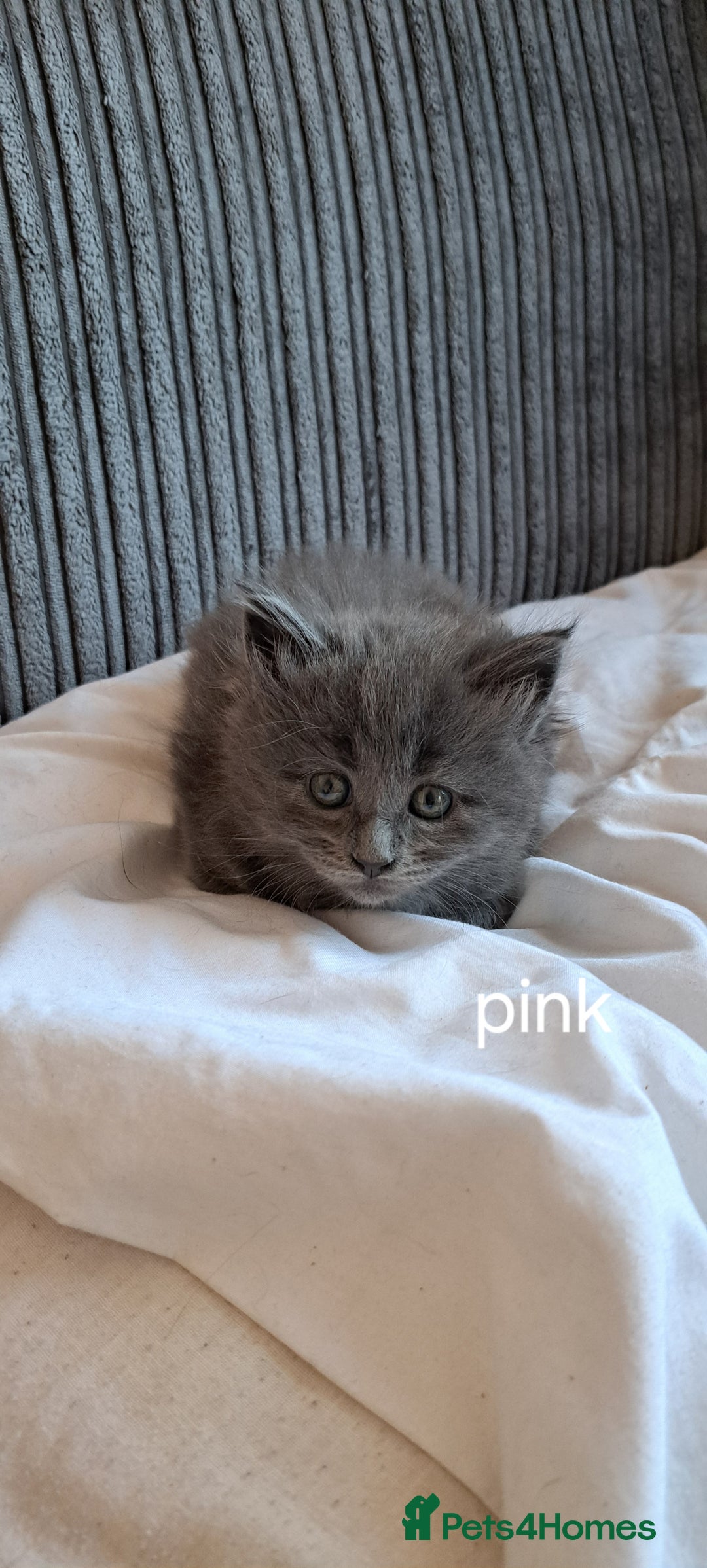 Maine Coon cats for sale: Pedigree mainecoon kittens in Newark - Image 1