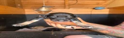 Mixed Breed dogs for sale: Suzuki Cross whippet puppy  - Advert 8