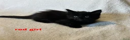 Mixed Breed cats for sale: Ragdoll x kittens  in Cardigan - Advert 11