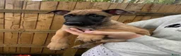 Mixed Breed dogs for sale: Two exceptional female puppies available  - Advert 6