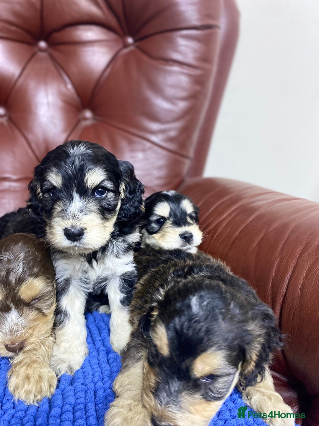 Cockapoo dogs for sale: F1 Gen Cockapoo Puppies - Image 21