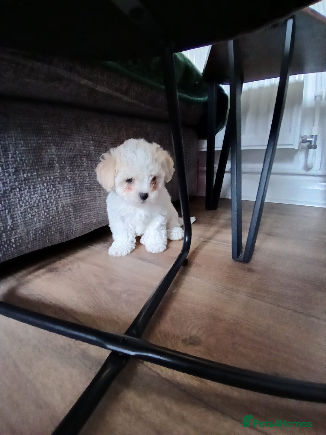 Cavachon dogs for sale: Beautiful Cavachon puppies  - Image 8