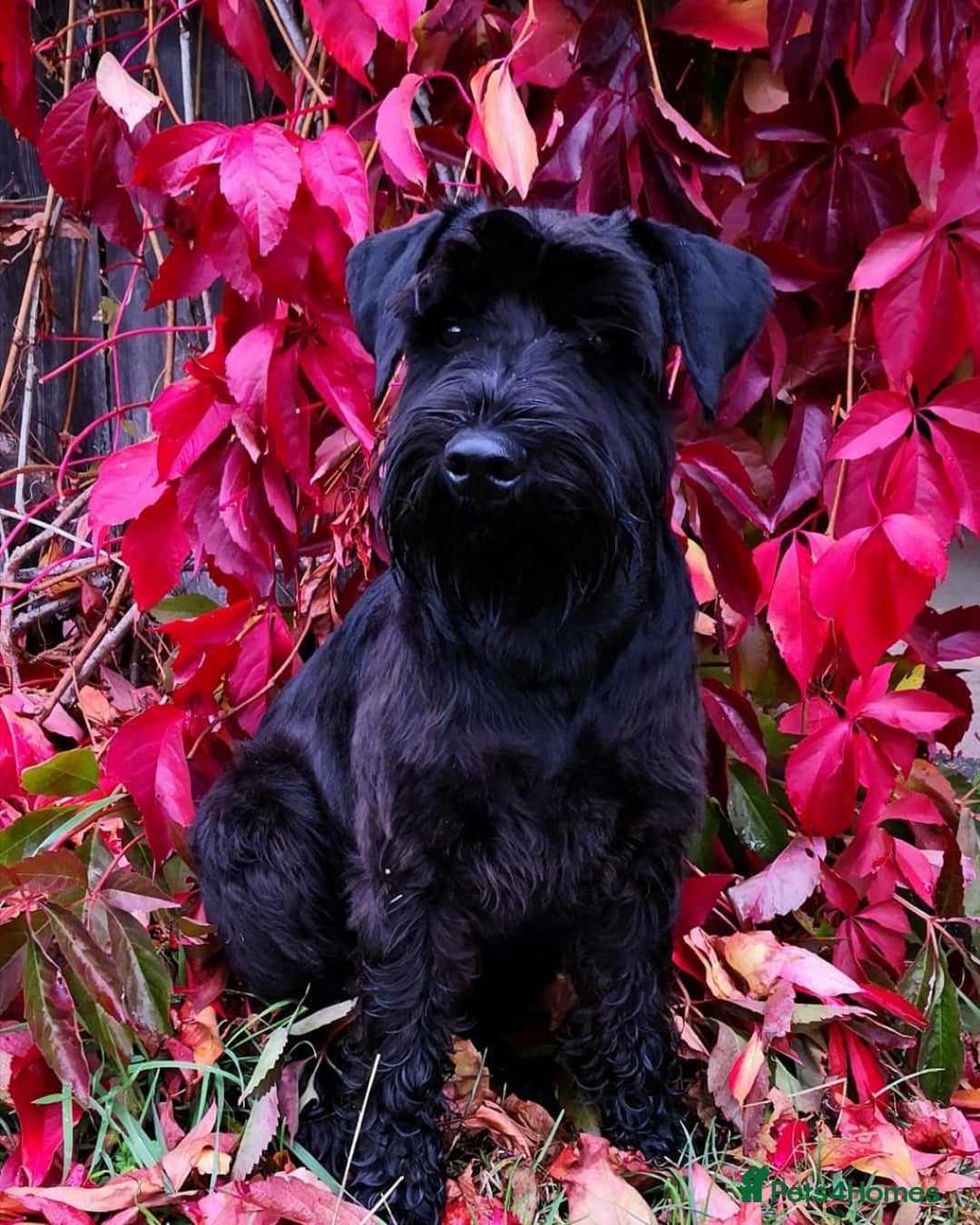 Miniature Schnauzer dogs for sale: Miniature schnauzer male - Image 2