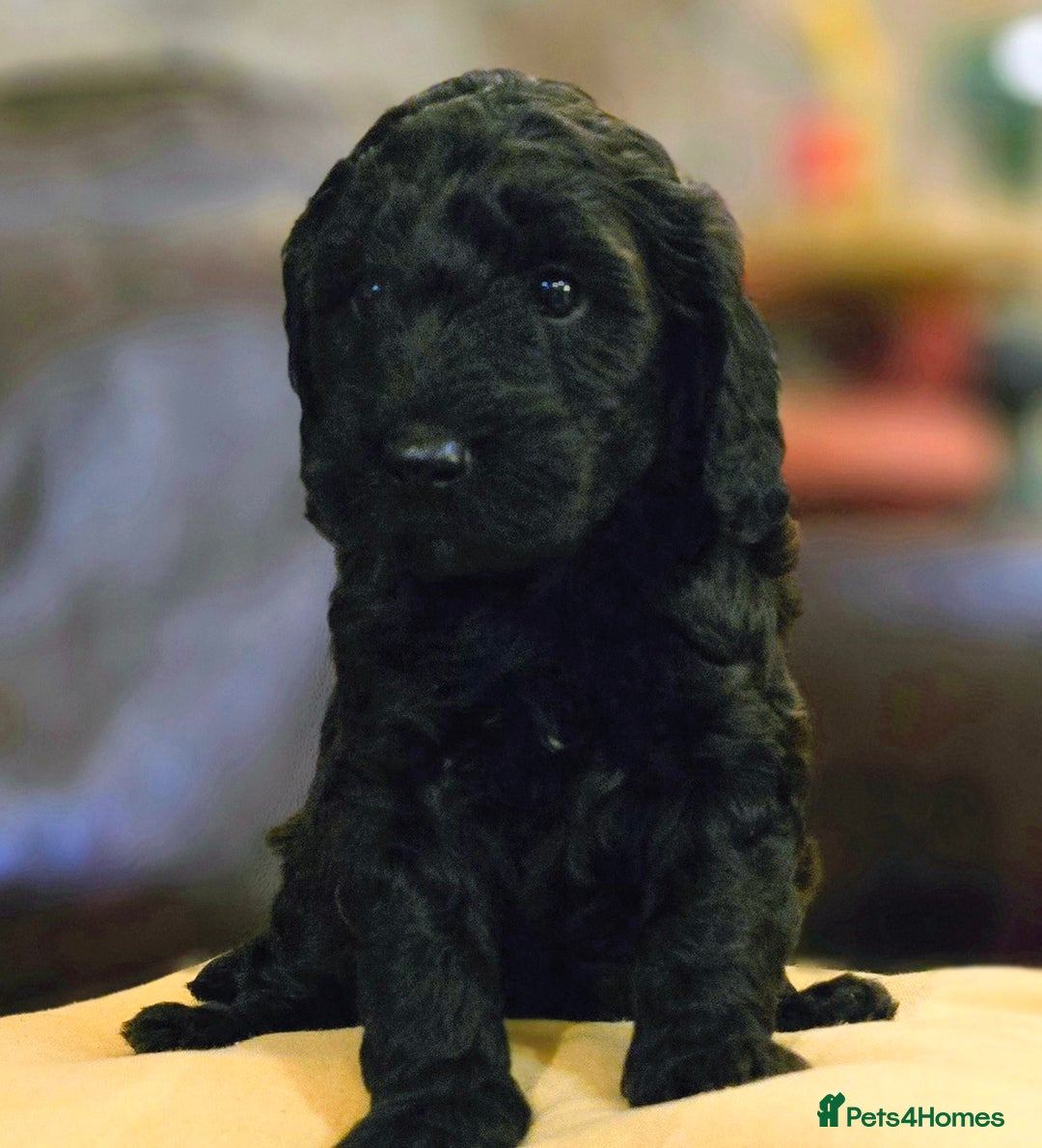 Cockapoo dogs for sale: Stunning F1b cockerpoo male - Advert 14