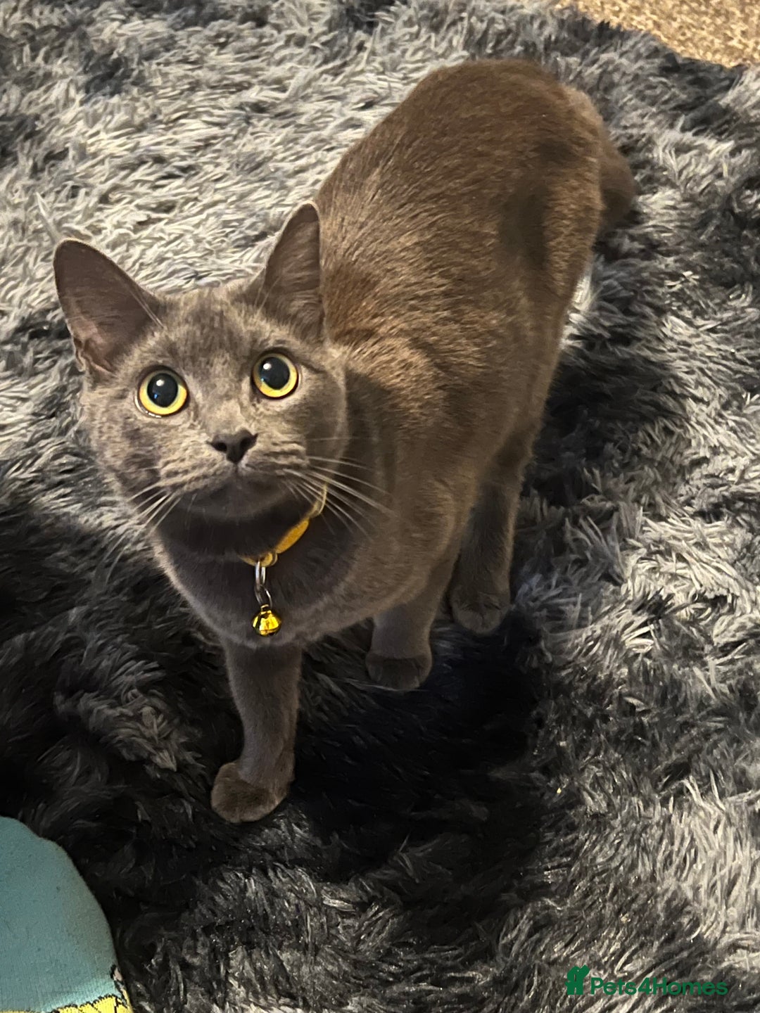 Mixed Breed cats for sale: 1 year old cat  in Norwich - Image 2