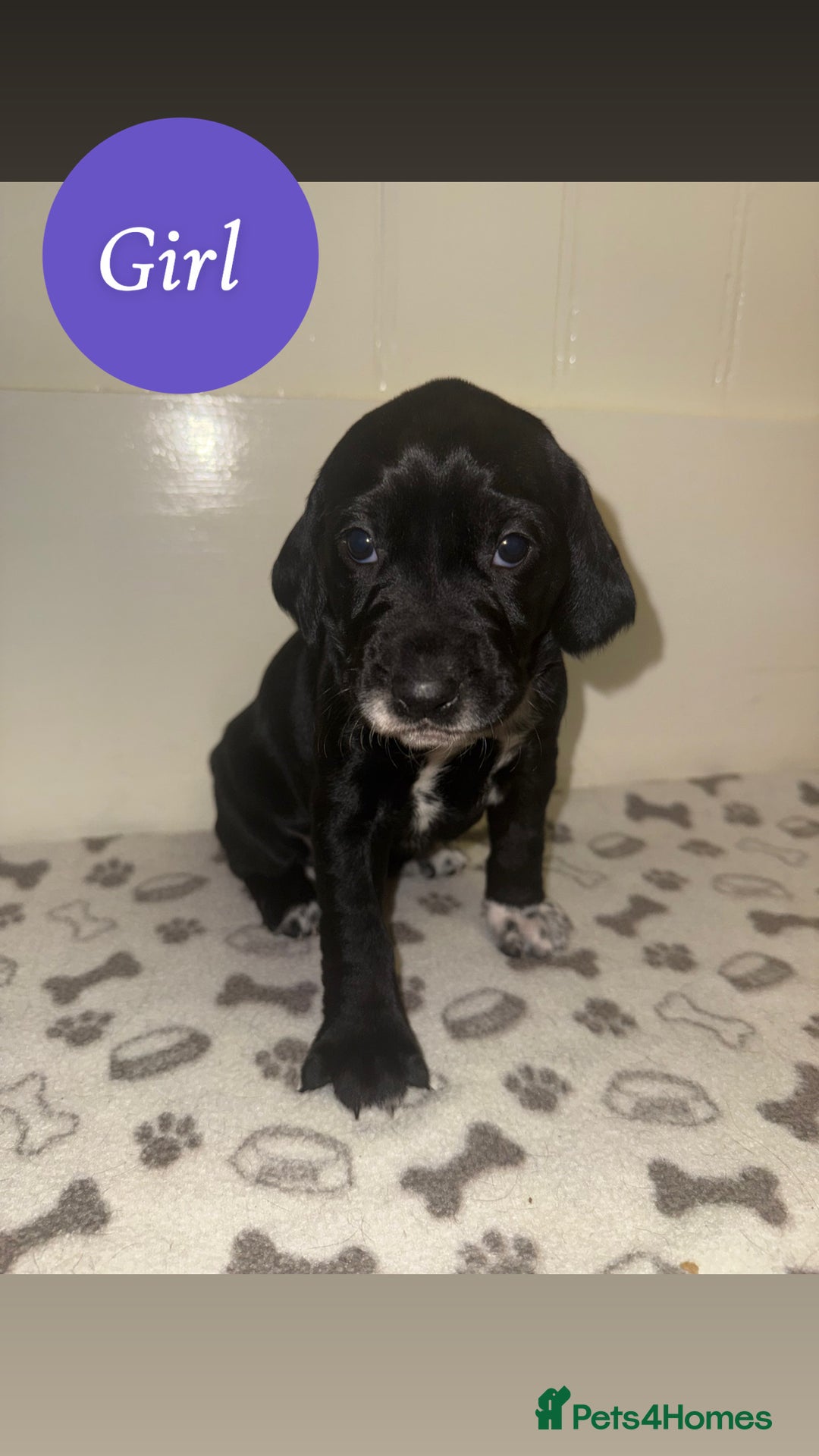 Mixed Breed dogs for sale: Dalmatian X Cocker spaniel - Advert 15