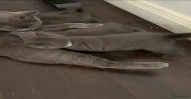 British Shorthair cats - Advert 4