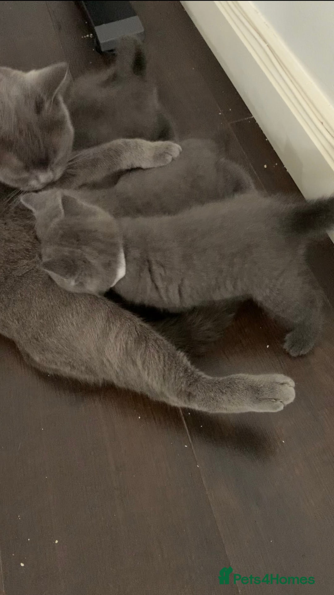 British Shorthair cats for sale: British Shorthair Kittens – Sweet Round Faces 🐻💛 - Image 2