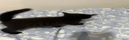 Mixed Breed cats for sale: Adorable Kittens Ready From 6th June - Advert 4