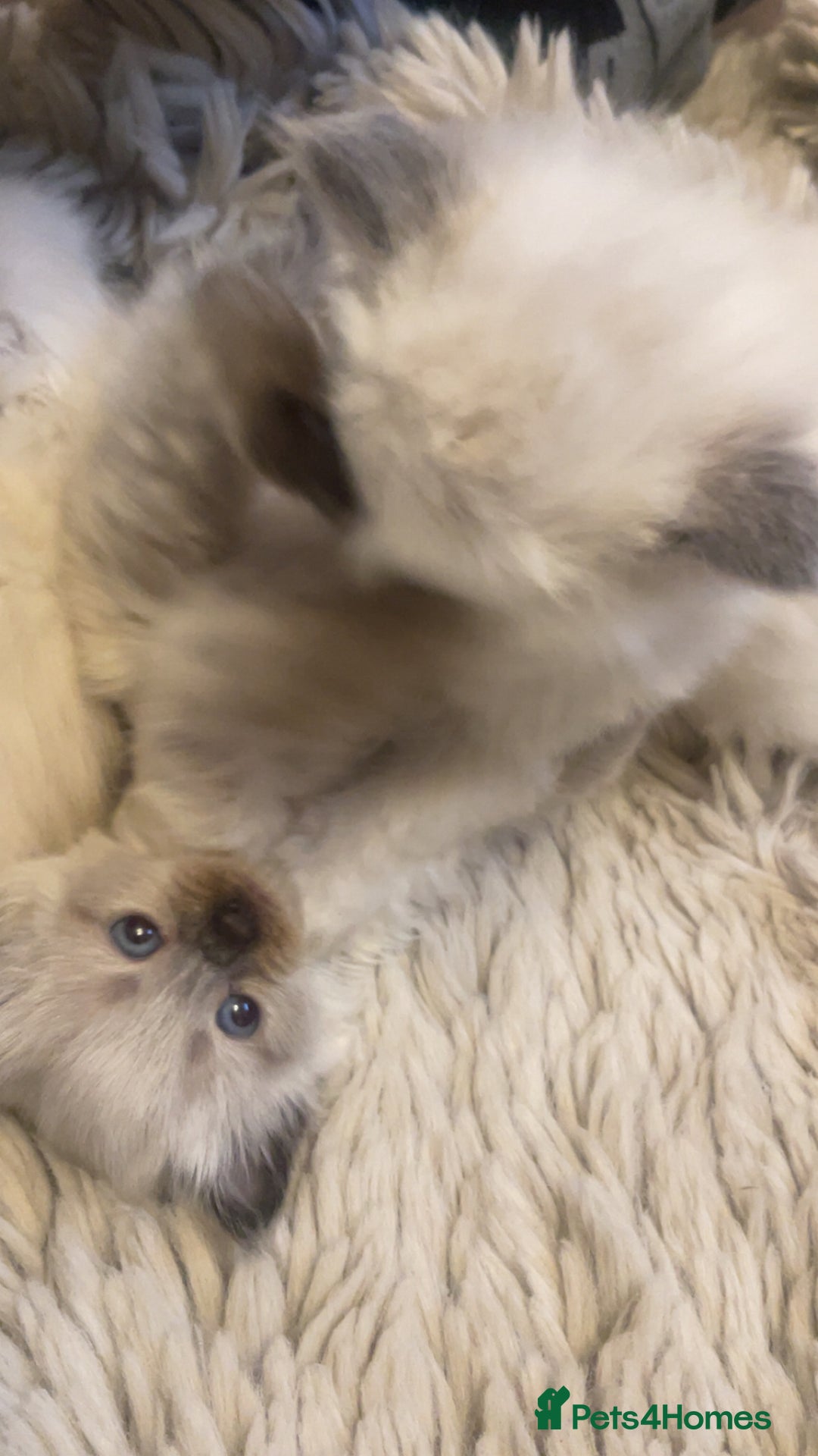 Ragdoll cats for sale: Beautiful blue eyed ragdoll  - Advert 4