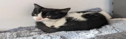 Domestic Shorthair cats for sale: 2 female kittens - Advert 6