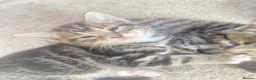 Mixed Breed cats for sale: Tabby kittens - Advert 3