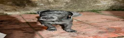 Cane Corso dogs for sale: Shadow  - Advert 5