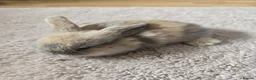 Mixed Breed rabbits for sale: Beautiful bunnies 🐰 for sale  in Coventry - Advert 4