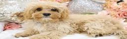 Cavapoo dogs for sale: *HEALTH TESTED*  F1 Cavapoos - Advert 7