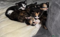 Mixed Breed cats for sale: Beautiful kittens ready for new loving homes  - Advert 29