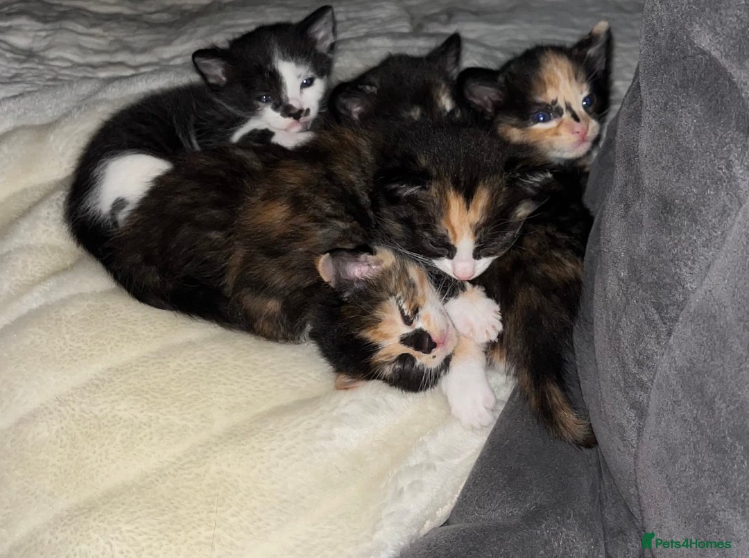 Mixed Breed cats for sale: Beautiful kittens ready for new loving homes  - Advert 29
