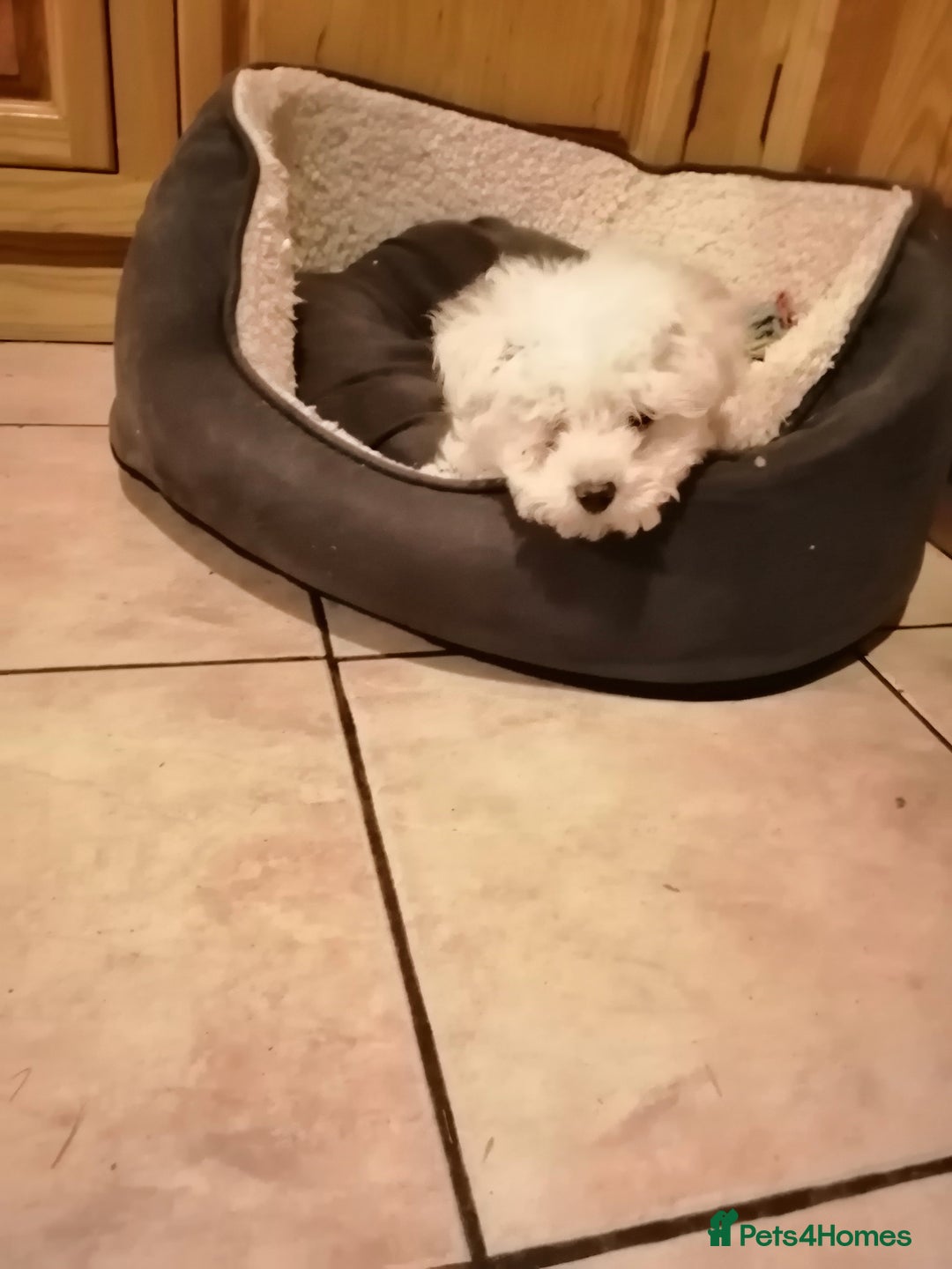 Bichon Frise dogs for sale: BICHON FRISE - Advert 12