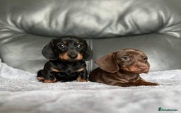 Miniature Dachshund dogs for sale: Miniature Dachshund puppies  - Image 2