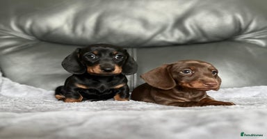 Miniature Dachshund dogs - Advert 13