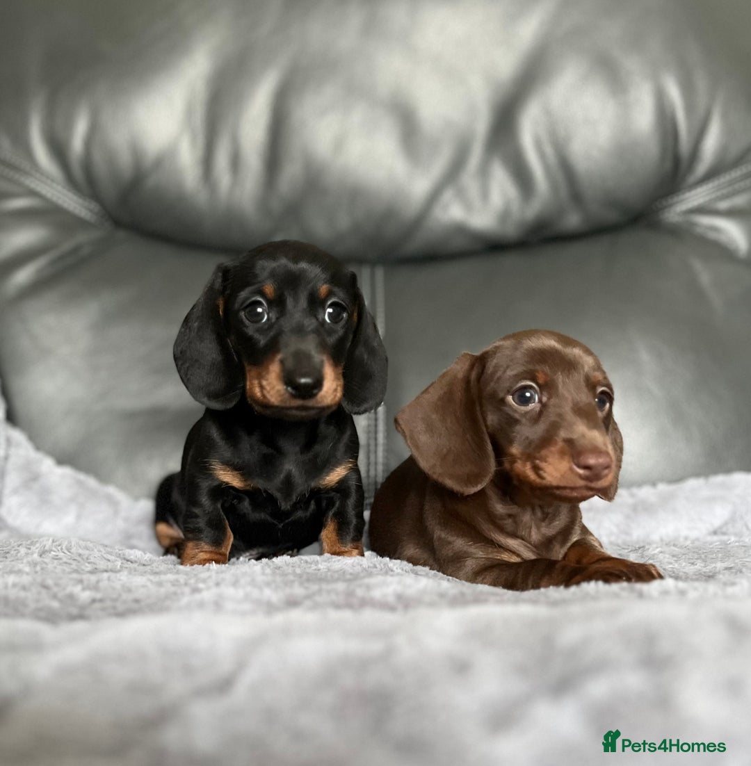 Miniature Dachshund dogs for sale: Miniature Dachshund puppies  - Image 2