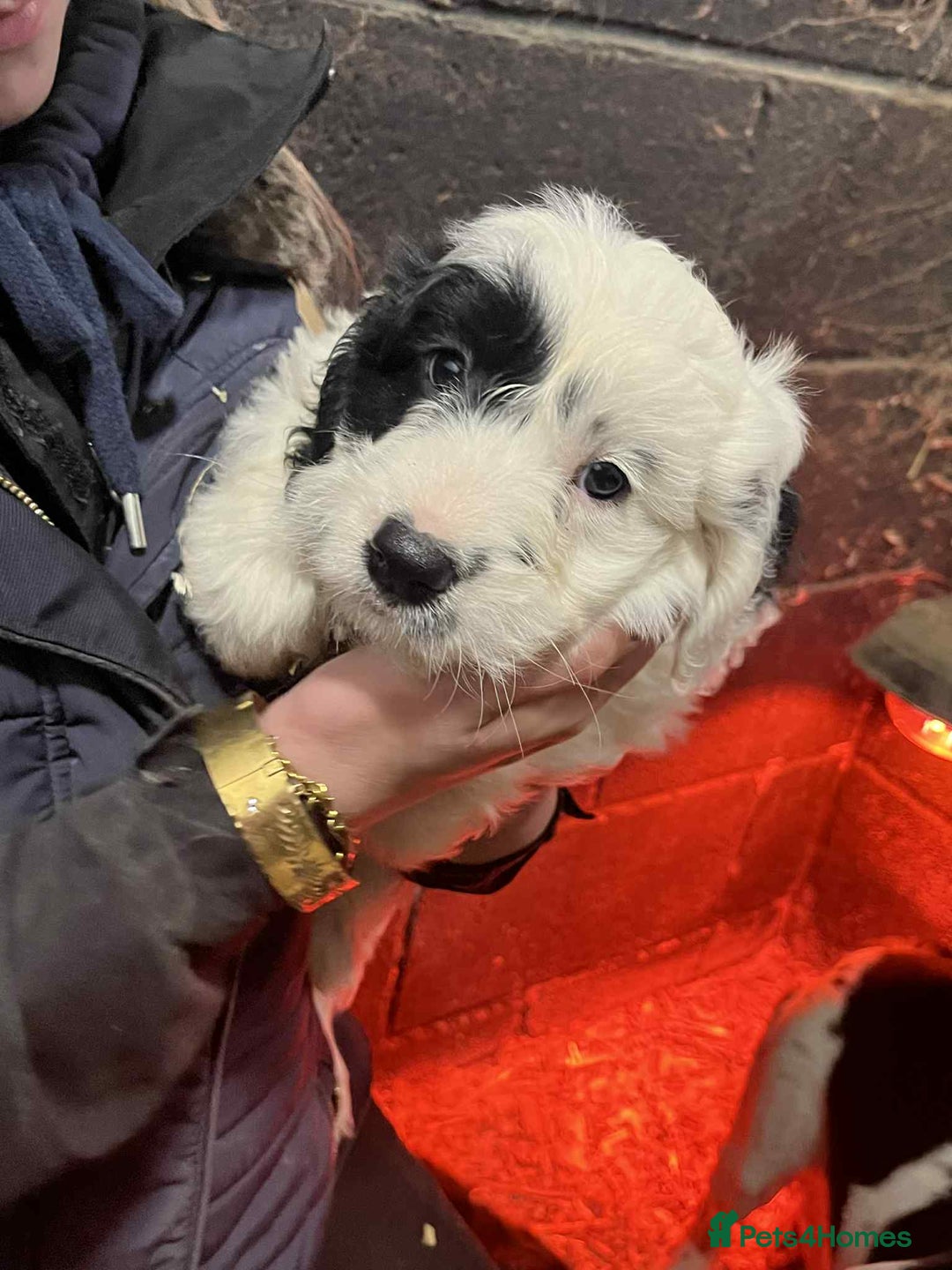 Mixed Breed dogs for sale: Sproodles / sprokapoo - Advert 1