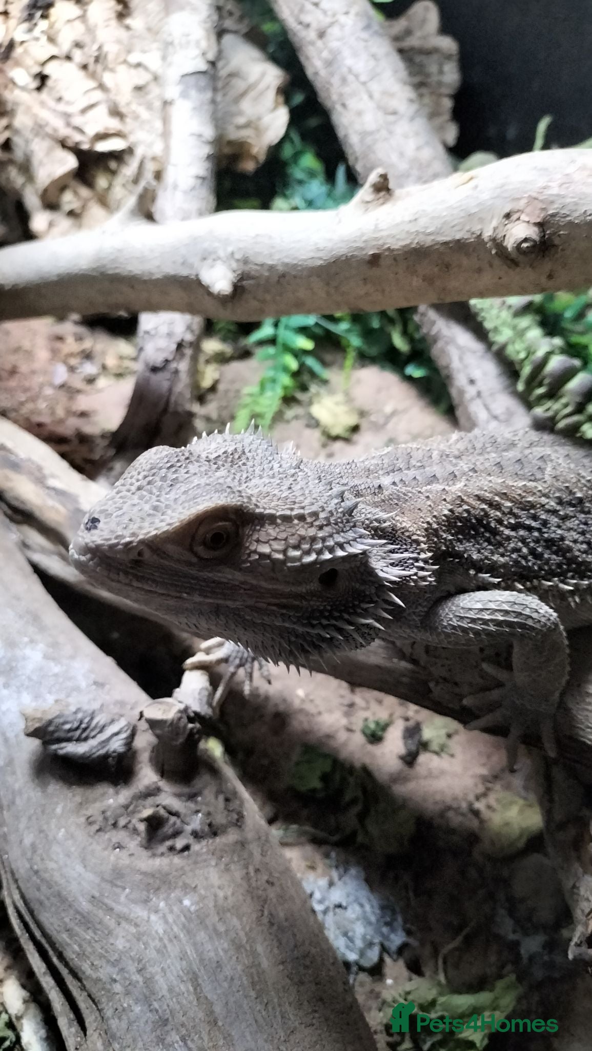 Bearded Dragon reptiles Male Bearded Dragon + 4x2x2 Vivarium - Advert 1
