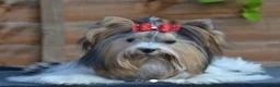 Mixed Breed dogs for sale: Pudge – Fluffy Biewer x Yorkie Boy – Ready Now! - Advert 9