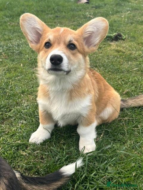 Welsh Corgi Pembroke dogs 3 Gorgeous KC reg girls DNA health tested parents - Advert 2
