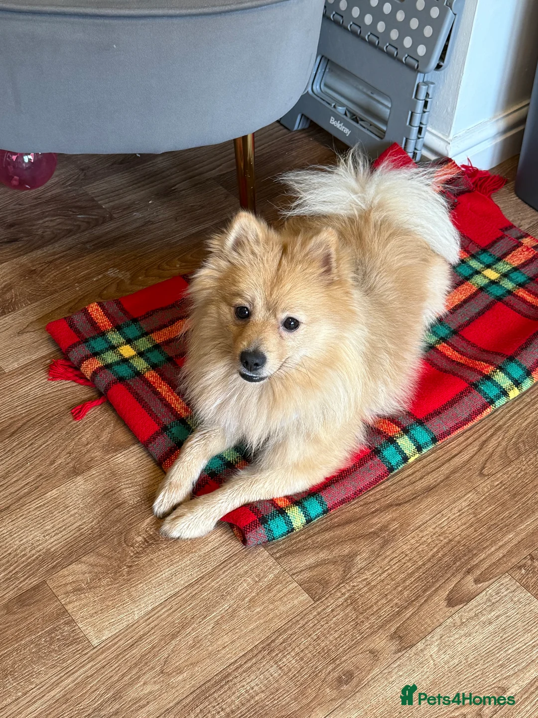 Pomeranian dogs for sale: Pomeranian for sale - Advert 4