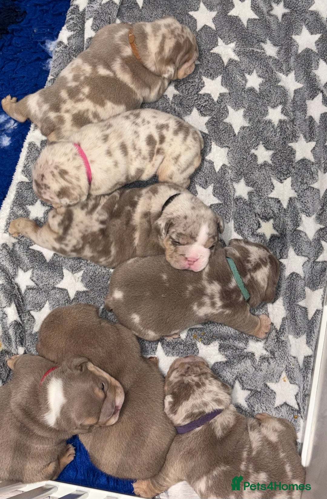 English Bulldog dogs for sale: Kc litter outstanding bloodlines bulldog pups  - Image 17
