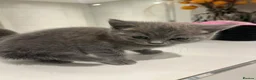 British Shorthair cats for sale: Beautiful Grey Male British Shorthair Kitten 🩶 - Advert 5