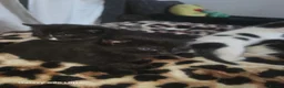 Mixed Breed cats for sale: Beautiful Black & White Kittens Looking for Homes - Advert 14