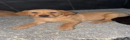 Labrador Retriever dogs for sale: Beautiful Labrador champion bloodline pups  in Doncaster - Advert 22