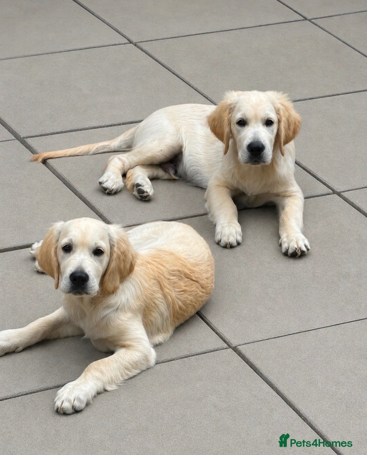 Golden Retriever dogs Lovely Female Available  - Advert 2