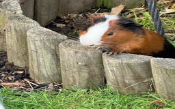 Guinea Pig rodents for sale: Guinea pig boars Torts  - Image 2