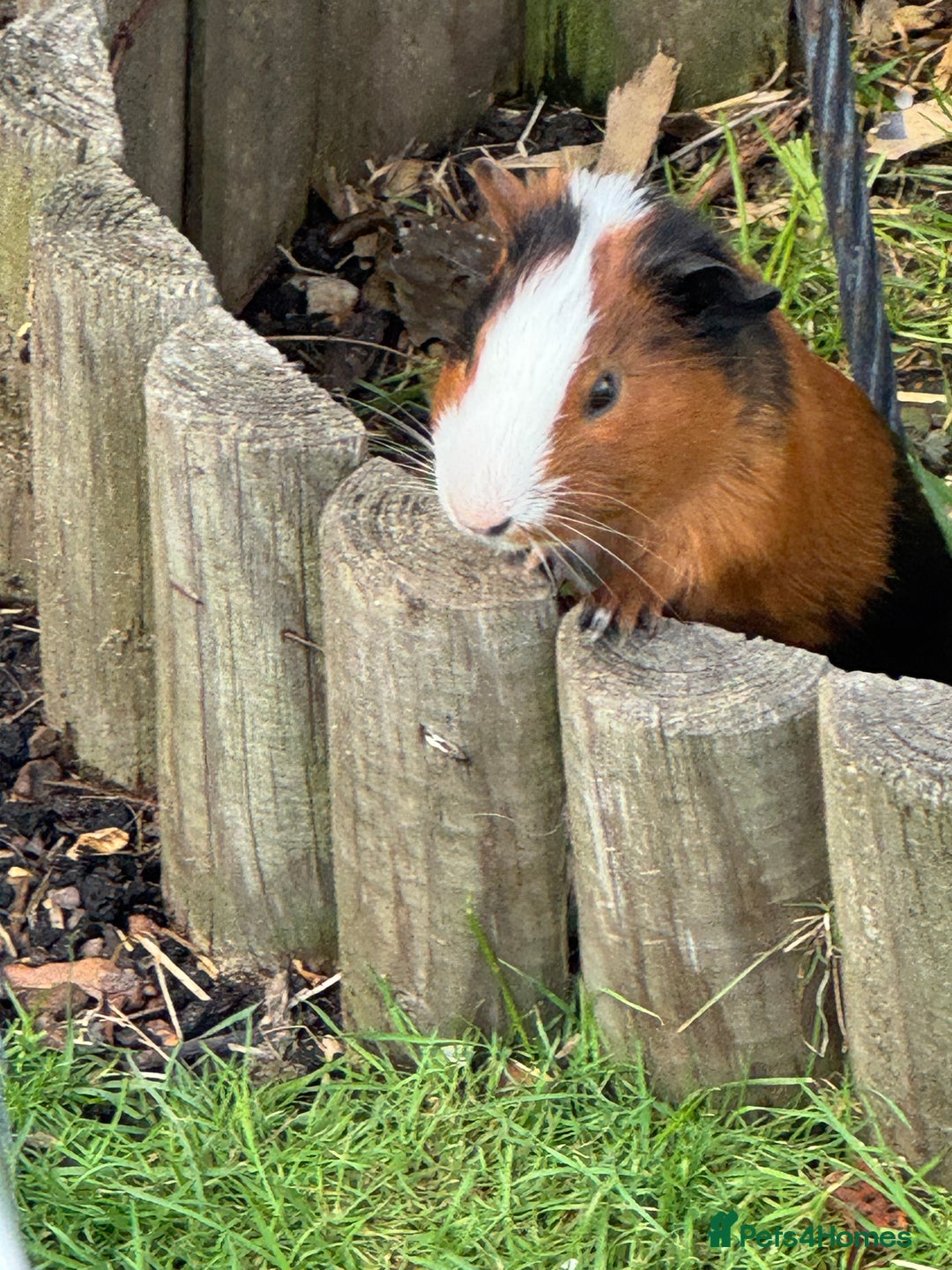 Guinea Pig rodents for sale: Guinea pig boars Torts  - Image 2